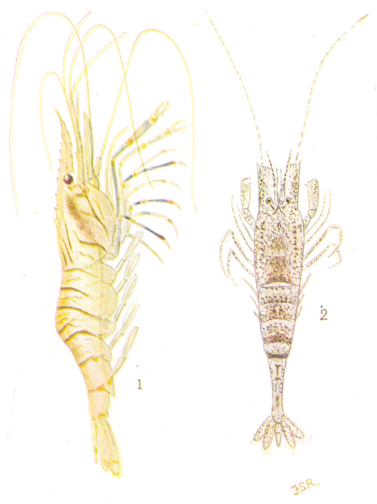 CRUSTACEANS. Cmn Prawn (Leander serratus) ; Shrimp (Crangon vulgaris)  1936